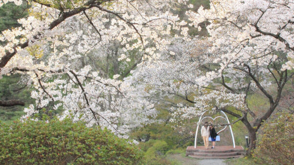きみまち阪 桜まつり & うまいもの大集合 in 二ツ井