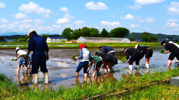田植え体験 5月17日（土）