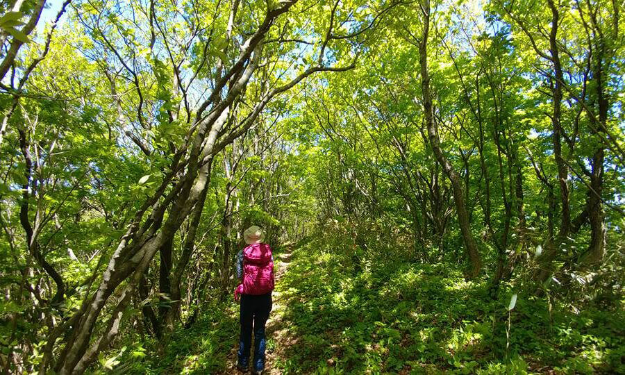 七座山フラワートレッキング2