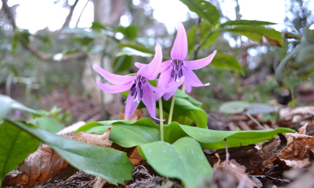 七座山フラワートレッキング3