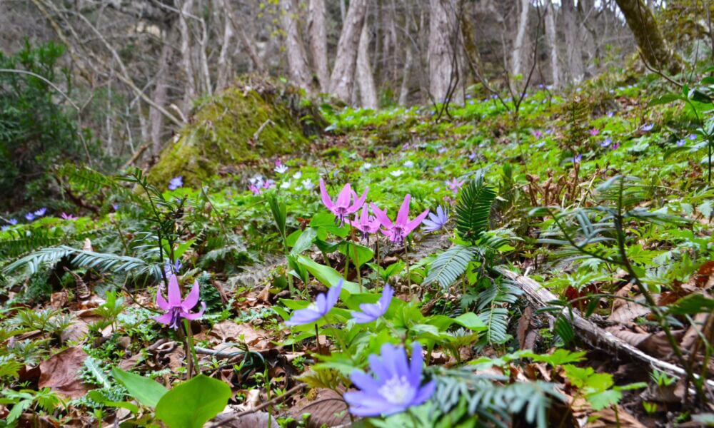 七座山フラワートレッキング4