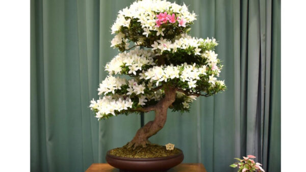 【6月13日、14日】さつき花展